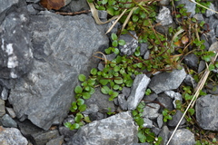Epilobium nerteroides