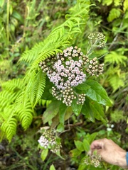 Pluchea carolinensis