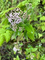 Pluchea carolinensis