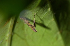 Caloptilia linearis