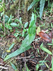 Calanthe francoisii image