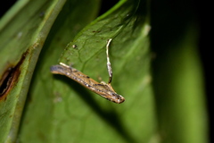 Caloptilia linearis