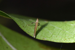 Caloptilia linearis