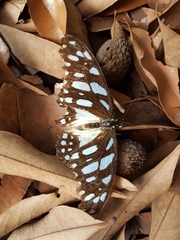 Graphium leonidas