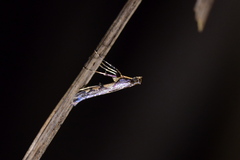 Caloptilia linearis