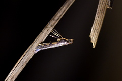Caloptilia linearis
