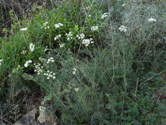 Seseli montanum