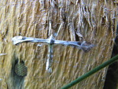 Platyptilia