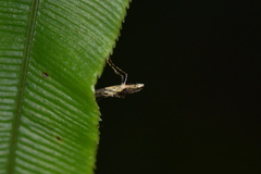 Caloptilia linearis
