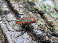 Psiloptera