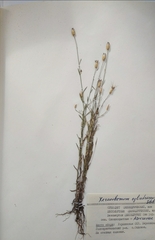 Xeranthemum cylindraceum