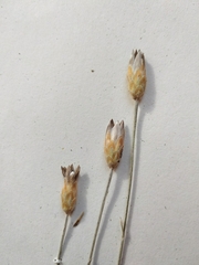Xeranthemum cylindraceum
