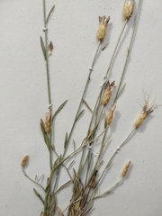 Xeranthemum cylindraceum