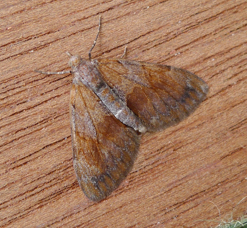 Pine Carpet