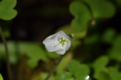 Oxalis magellanica