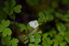 Oxalis magellanica