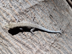 Lygodactylus chobiensis