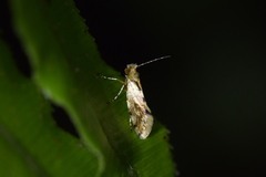 Sabatinca chalcophanes
