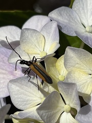 Stenoderus suturalis