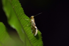 Sabatinca chalcophanes