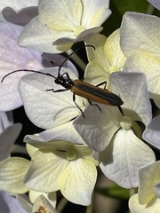 Stenoderus suturalis