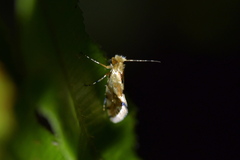 Sabatinca chalcophanes