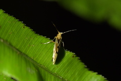 Sabatinca chalcophanes
