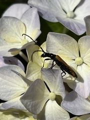 Stenoderus suturalis