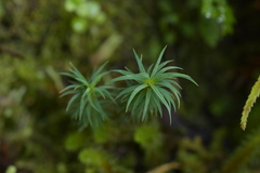 Polytrichadelphus magellanicus