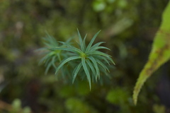 Polytrichadelphus magellanicus