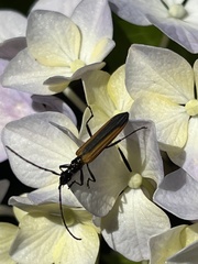 Stenoderus suturalis