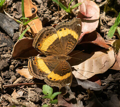 Junonia elgiva