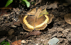 Junonia elgiva