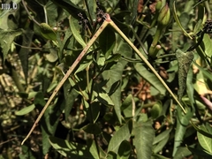 Apocynum venetum