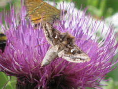 Autographa mandarina