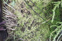 Selaginella mittenii