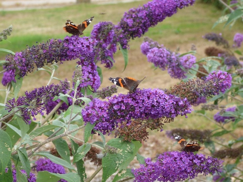 Vanessa atalanta