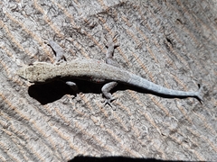 Lygodactylus chobiensis