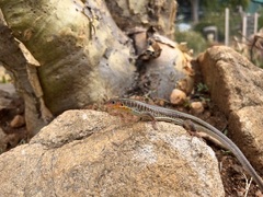 Gerrhosaurus flavigularis