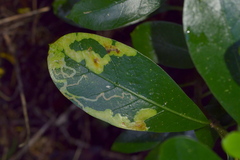 Corythoxestis zorionella