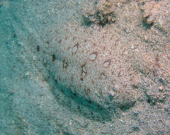 Heteromycteris hartzfeldii