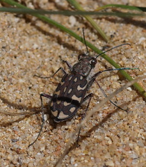 Lophyra flexuosa sardea