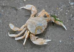 Liocarcinus