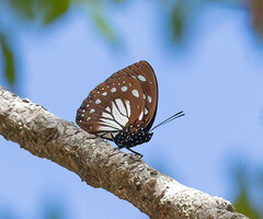 Charaxes wakefieldi