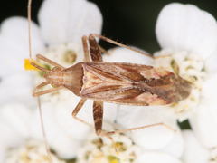 Phytocoris