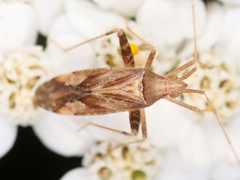 Phytocoris