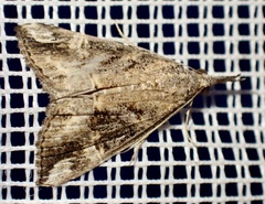 Hypena laceratalis