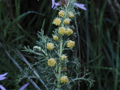 Artemisia alba