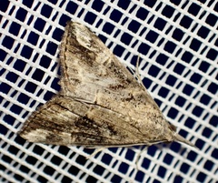 Hypena laceratalis