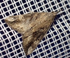 Hypena laceratalis